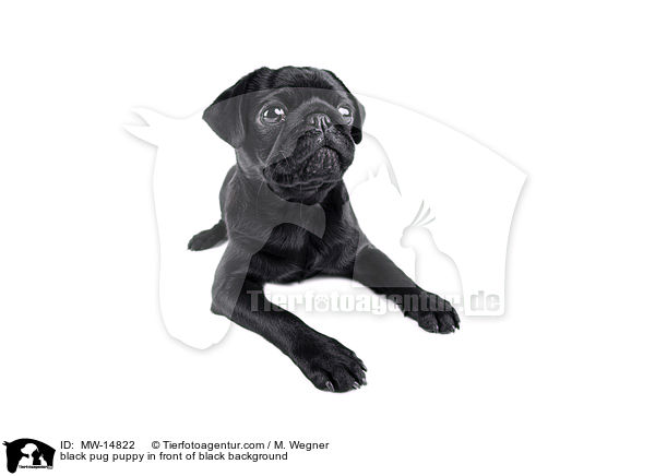 schwarzer Mops Welpe vor weiem Hintergrund / black pug puppy in front of black background / MW-14822