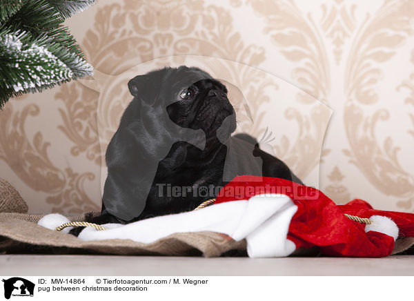 Mops zwischen Weihnachtsdeko / pug between christmas decoration / MW-14864