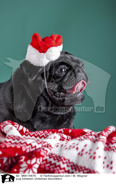 Mops zwischen Weihnachtsdeko / pug between christmas decoration / MW-14876