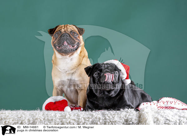 Mpse in Weihnachtsdeko / pugs in christmas decoration / MW-14881