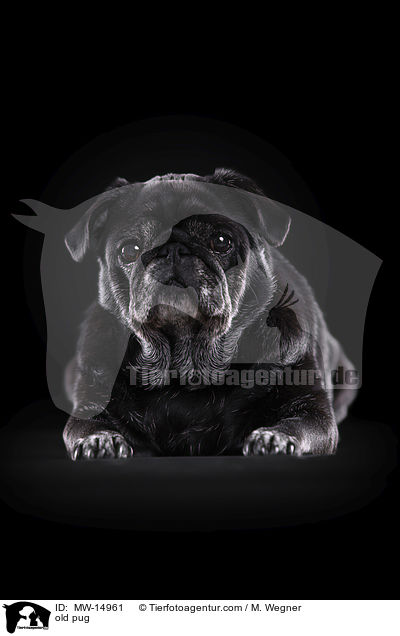 alter Mops / old pug / MW-14961