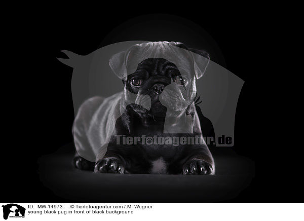 junger schwarzer Mops vor schwarzem Hintergrund / young black pug in front of black background / MW-14973