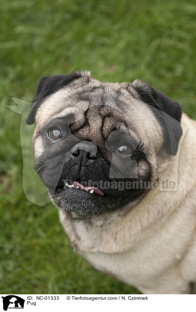 Mops / Pug / NC-01333