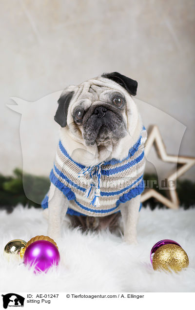 sitzender Mops / sitting Pug / AE-01247