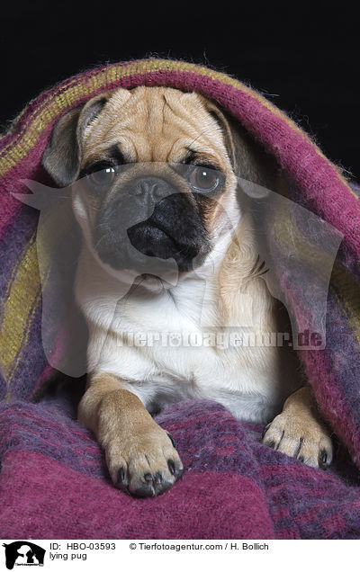 liegender Mops / lying pug / HBO-03593