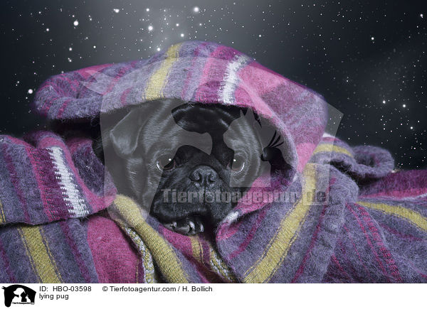 liegender Mops / lying pug / HBO-03598