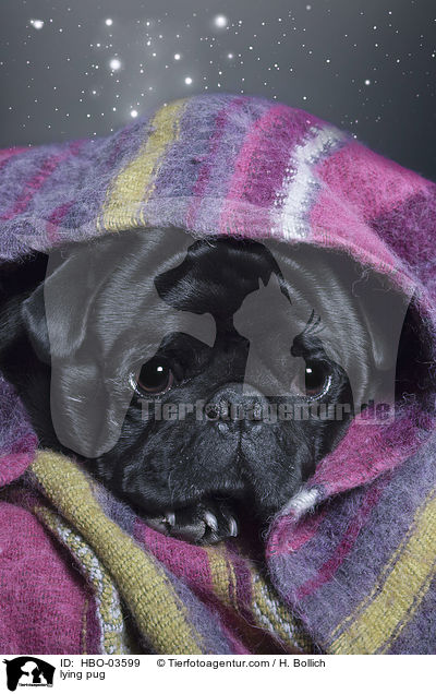 liegender Mops / lying pug / HBO-03599