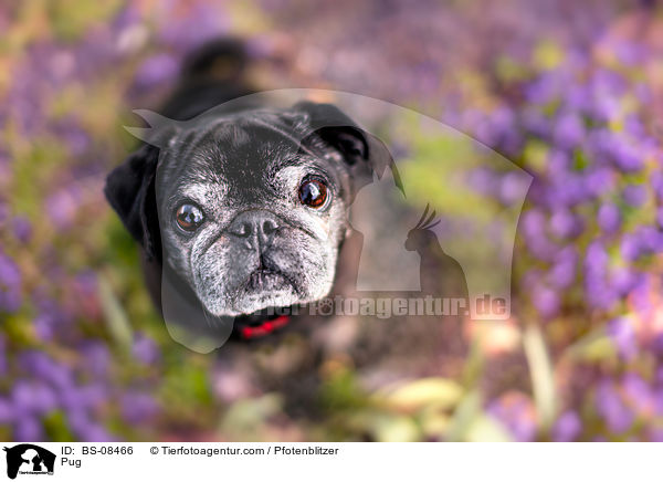 Mops / Pug / BS-08466