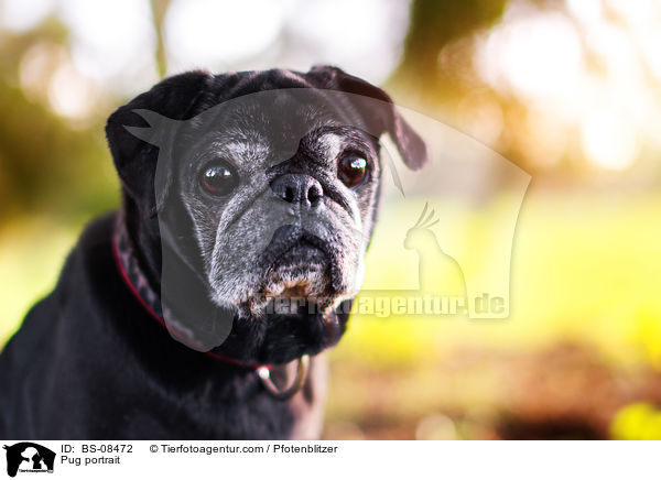 Mops Portrait / Pug portrait / BS-08472