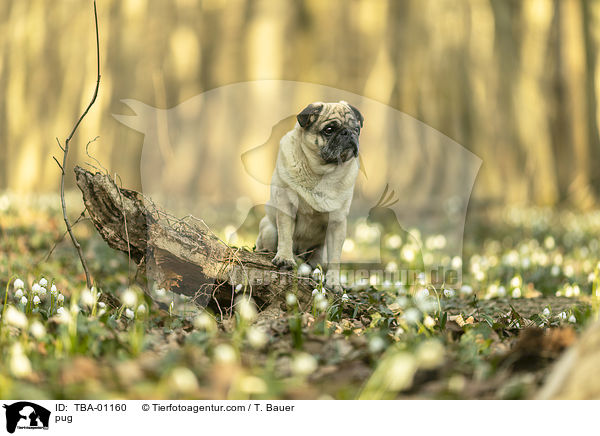 Mops / pug / TBA-01160