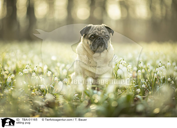 sitzender Mops / sitting pug / TBA-01165