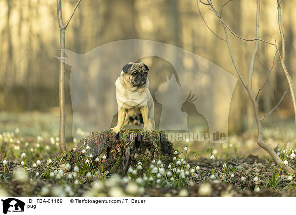 Mops / pug / TBA-01169