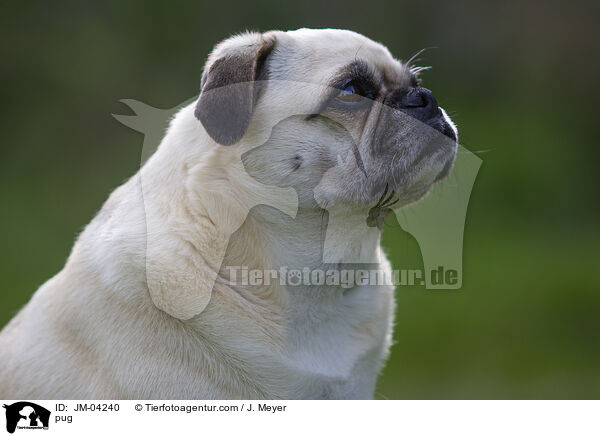 Mops / pug / JM-04240