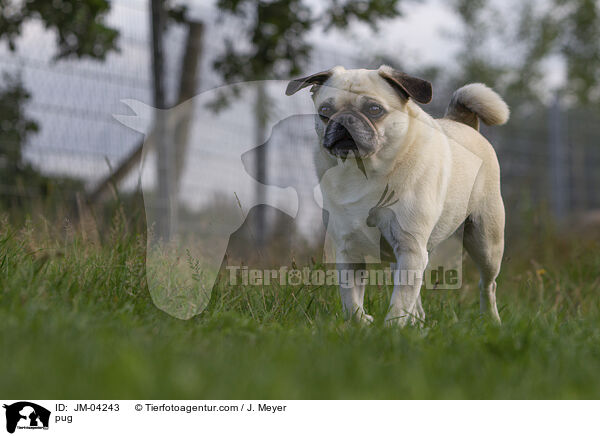 pug / JM-04243