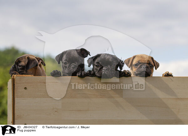 Mops Welpen / Pug puppies / JM-04327