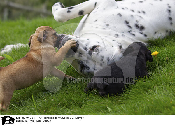 Dalmatiner mit Mops Welpen / Dalmatian with pug puppy / JM-04334