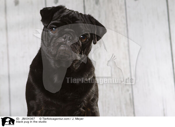 schwarzer Mops im Studio / black pug in the studio / JM-04367