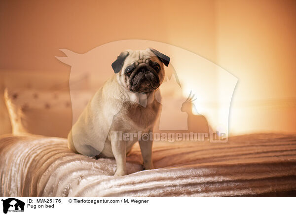 Mops auf Bett / Pug on bed / MW-25176