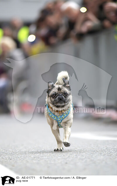 Mopsrennen / pug race / AE-01771
