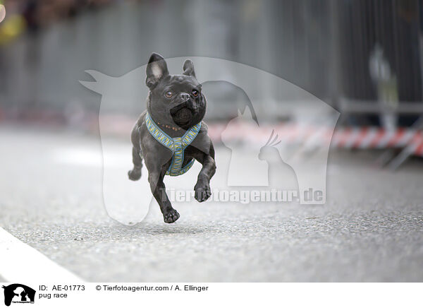 Mopsrennen / pug race / AE-01773