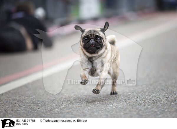 Mopsrennen / pug race / AE-01788