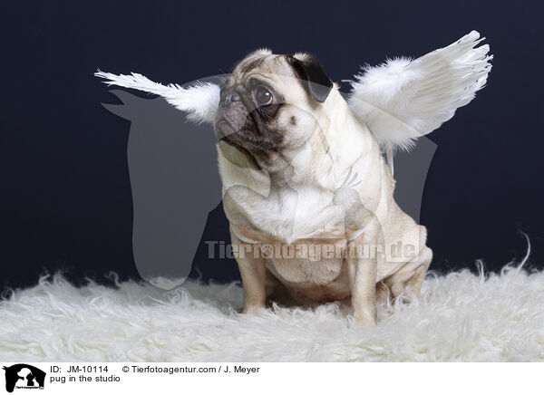 Mops im Studio / pug in the studio / JM-10114
