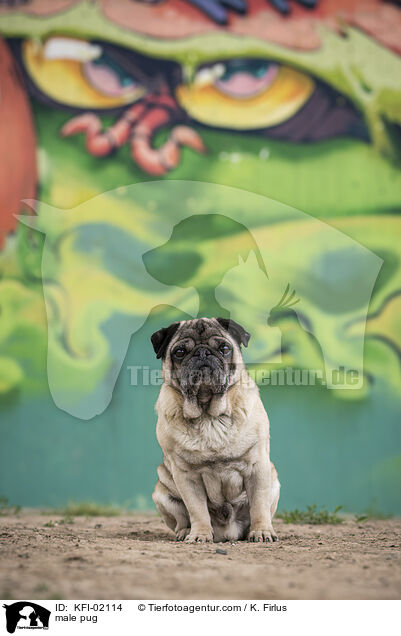 Mops Rde / male pug / KFI-02114