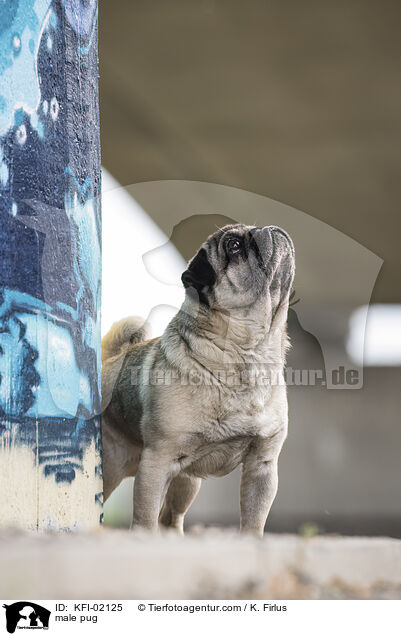 Mops Rde / male pug / KFI-02125
