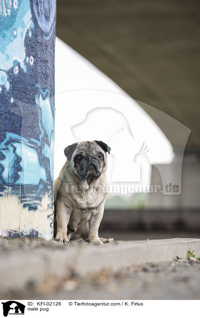 Mops Rde / male pug / KFI-02126