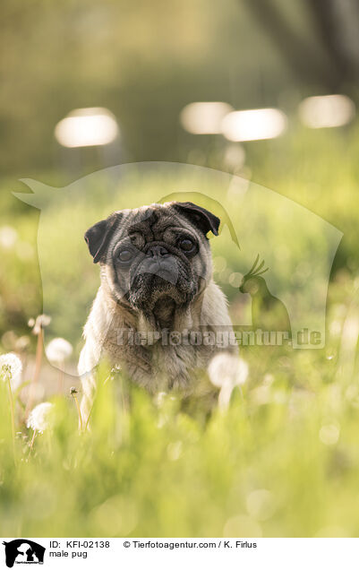 Mops Rde / male pug / KFI-02138