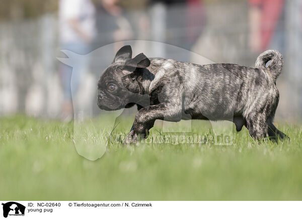 junger Mops / young pug / NC-02640