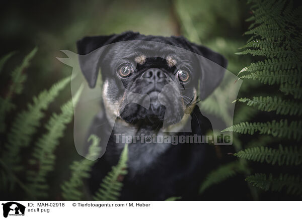 ausgewachsener Mops / adult pug / MAH-02918