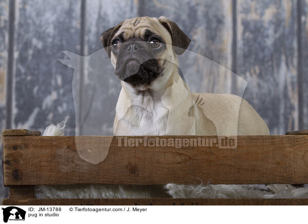 Mops im Studio / pug in studio / JM-13788