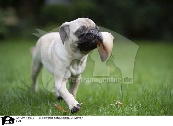 Mops / pug / JM-15678