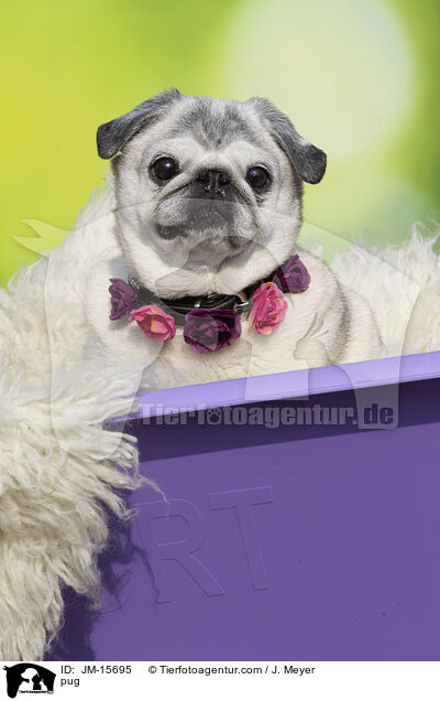 Mops / pug / JM-15695