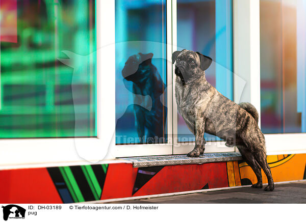 Mops / pug / DH-03189