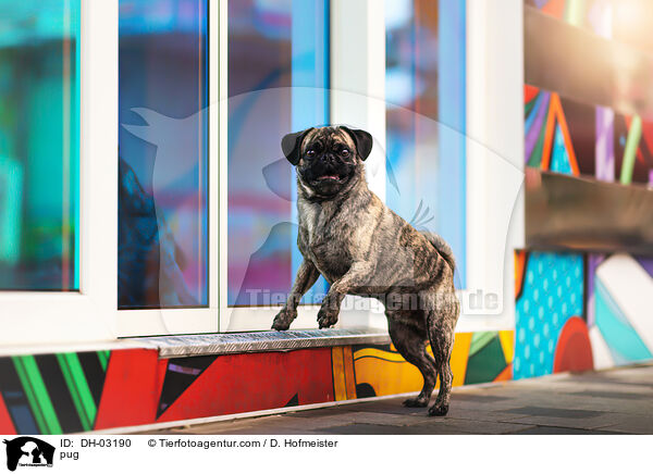 Mops / pug / DH-03190