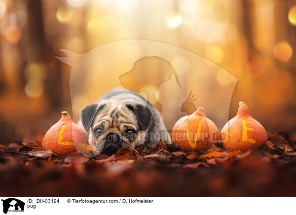 Mops / pug / DH-03194