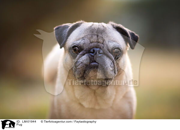 Mops / Pug / LM-01944