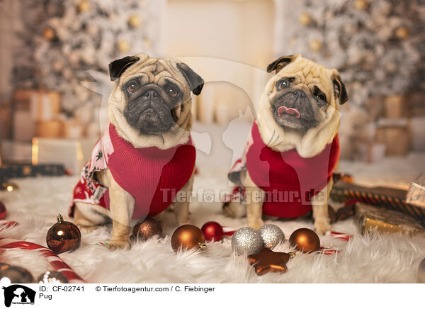 Mops / Pug / CF-02741