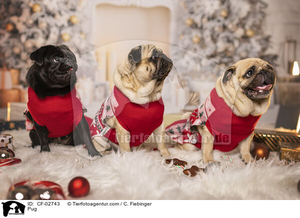 Mops / Pug / CF-02743
