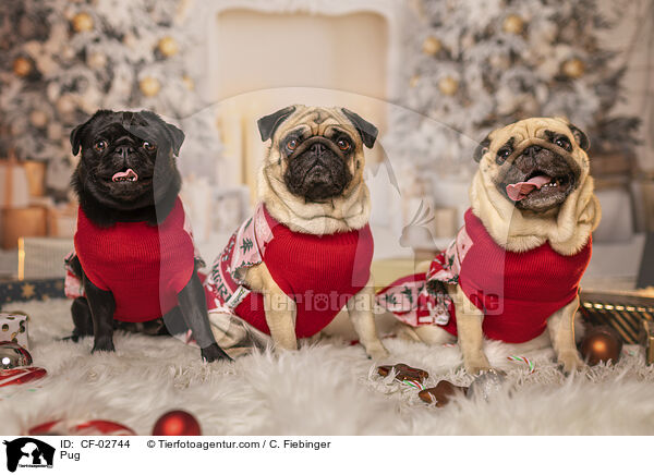 Mops / Pug / CF-02744