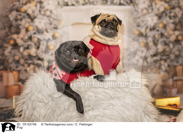 Mops / Pug / CF-02746