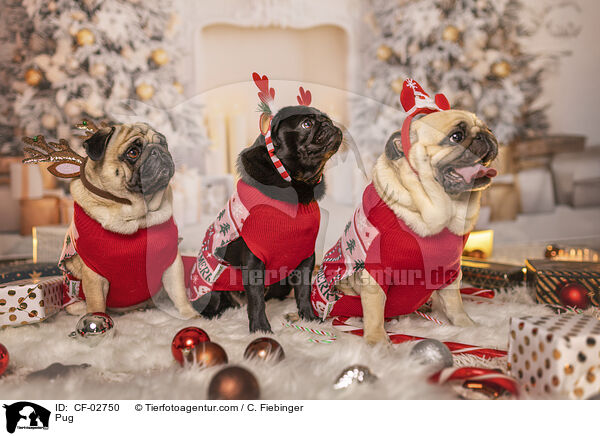 Mops / Pug / CF-02750