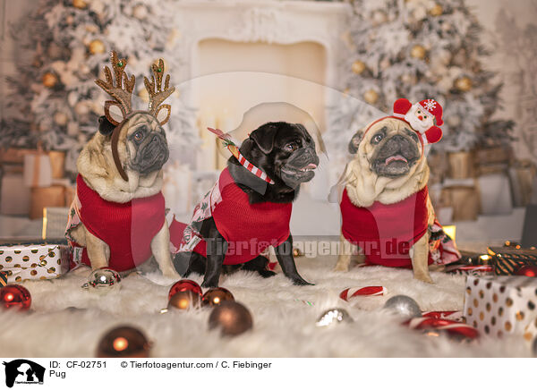 Mops / Pug / CF-02751