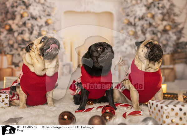Mops / Pug / CF-02752