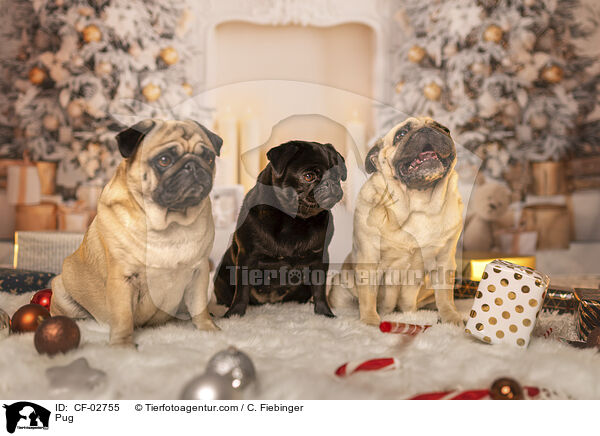 Mops / Pug / CF-02755