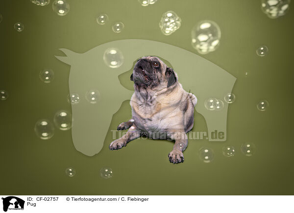 Mops / Pug / CF-02757