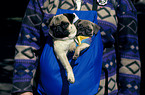 Pugs