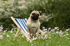 pug on meadow